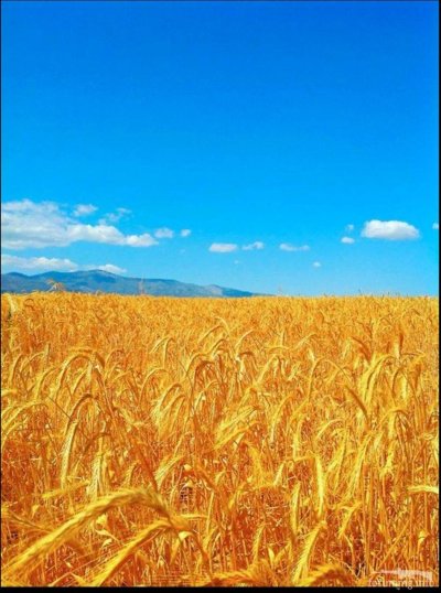 Поле пшеницы