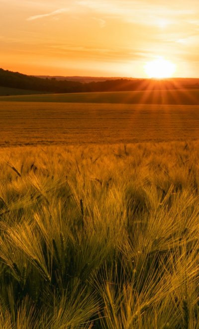Закат в поле