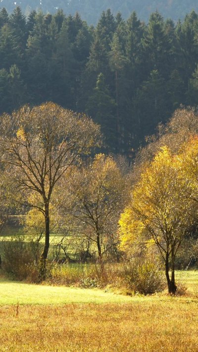 Осенняя Поляна в лесу