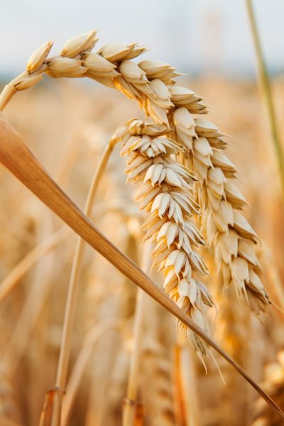 Фотосессия в пшенице