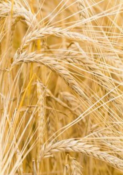 Цвет пшеницы