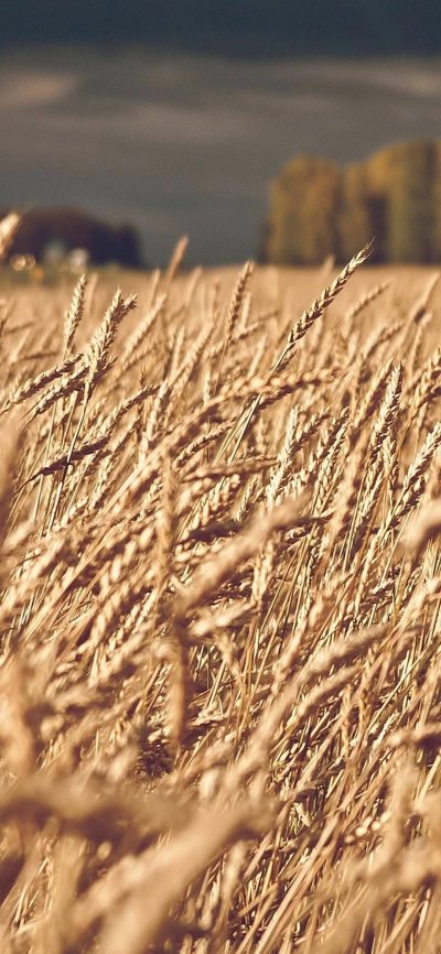 Зерновые культуры