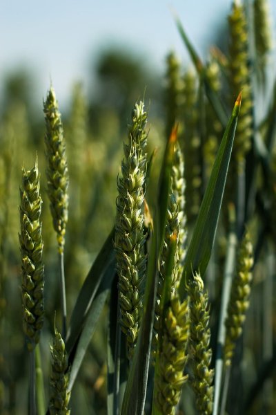 Пшеница