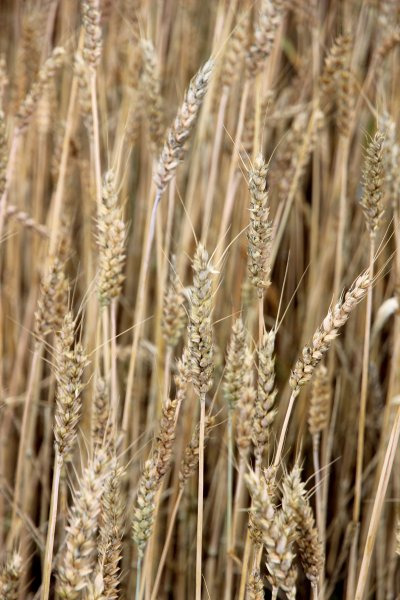 Coslys зерновые злаки