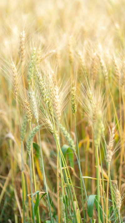 Колос ячменя