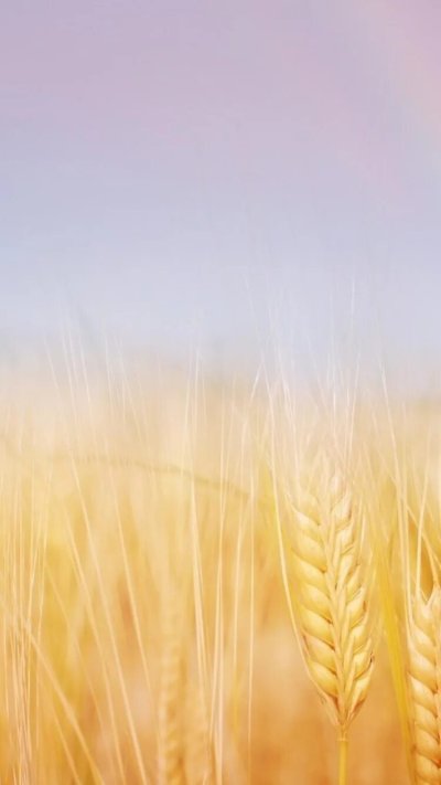 Поле пшеницы