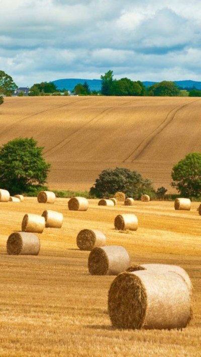 Сельскохозяйственный пейзаж