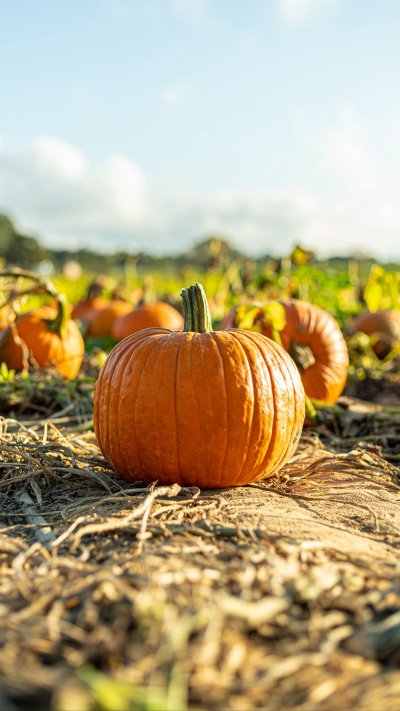 Осенние овощи