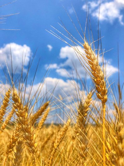 Пшеничное поле