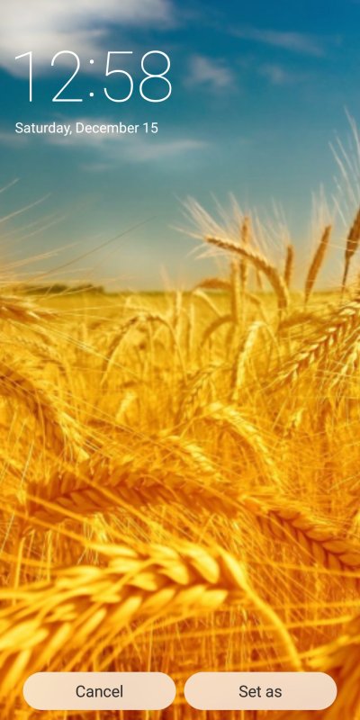 Колосья пшеницы