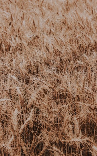 Растения поля