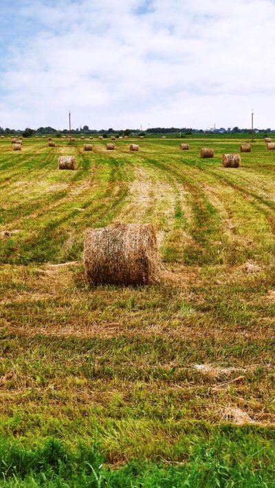 Рулоны сена на поле