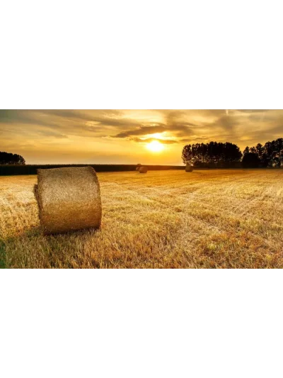 Сельскохозяйственный пейзаж