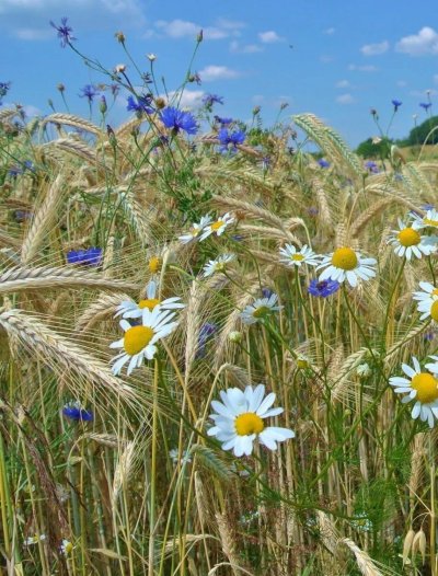 Ромашко Васильковое поле