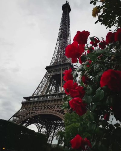 Роза Эйфель Тауэр