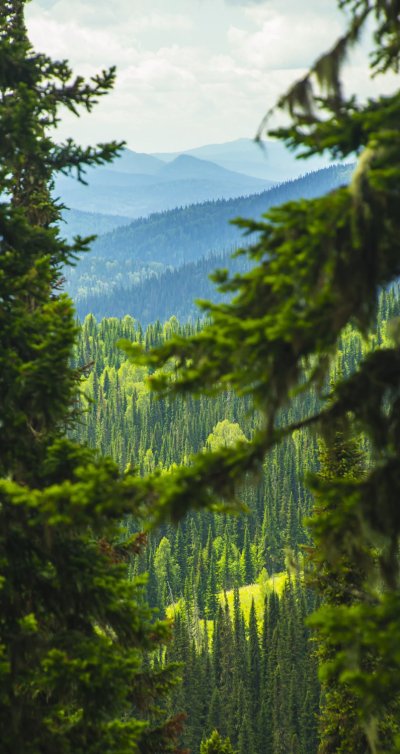Черневая Тайга Алтайского края
