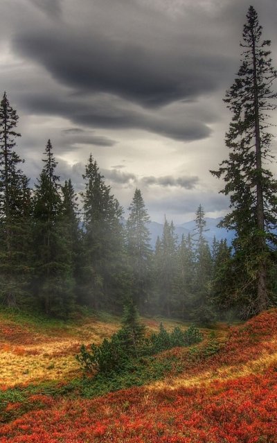 Пейзаж леса