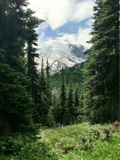 Природа тайги