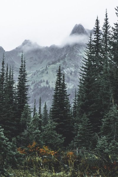 Горный Алтай Тайга Эстетика