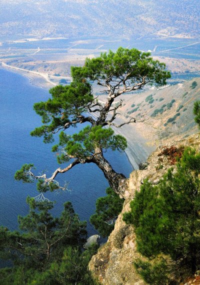 Сосна Пицундская (Станкевича).