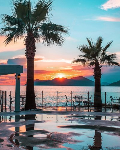 Фетхие пальмы