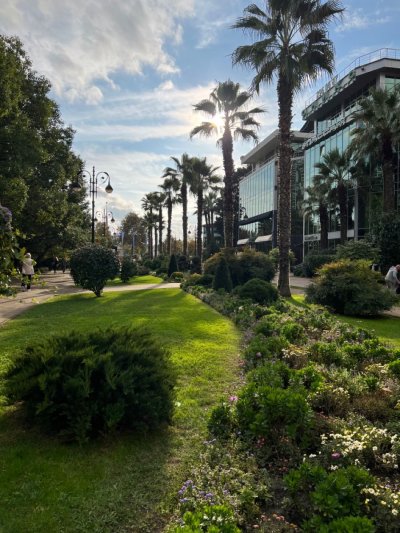 Пальмовая аллея Адлер