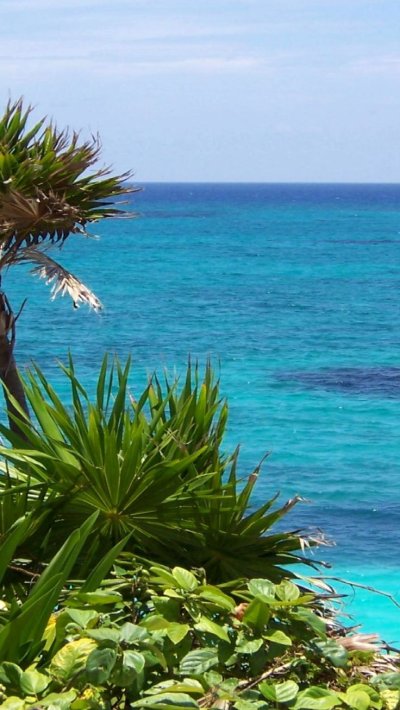 Пальма Мориче