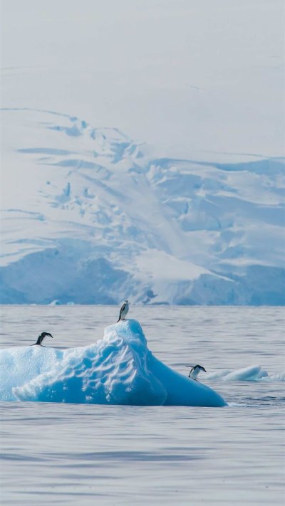 Антарктида обои на телефон