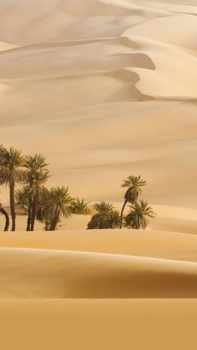 Пустынная Пальма