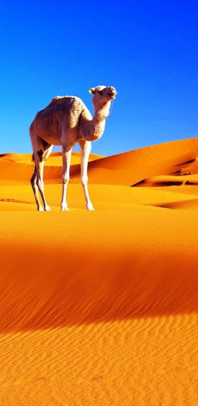 Верблюд в пустыне