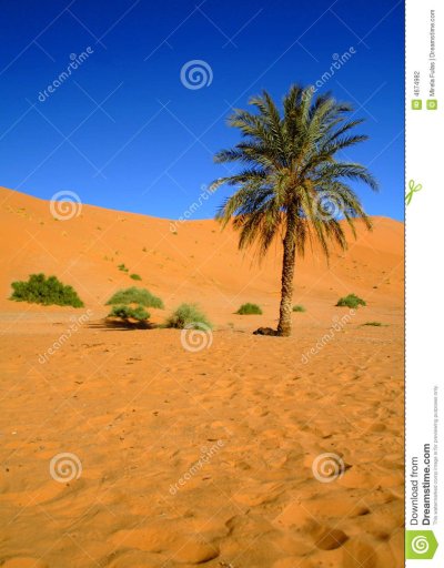 Пальмы в пустыне