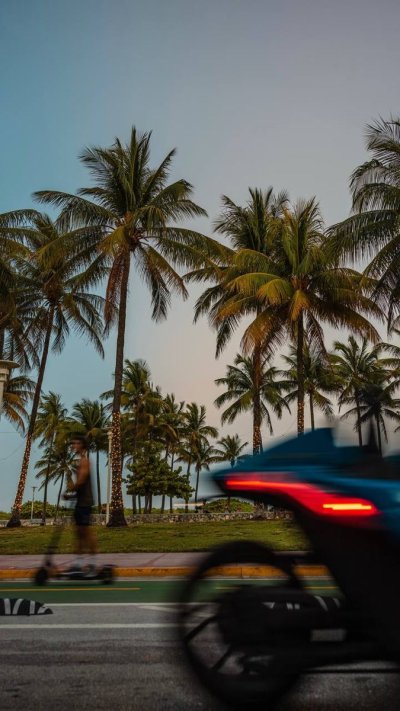 Пальма американка