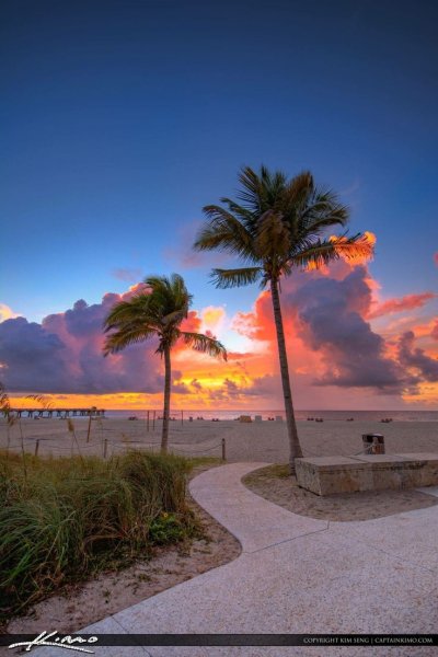 Пальмы Майами