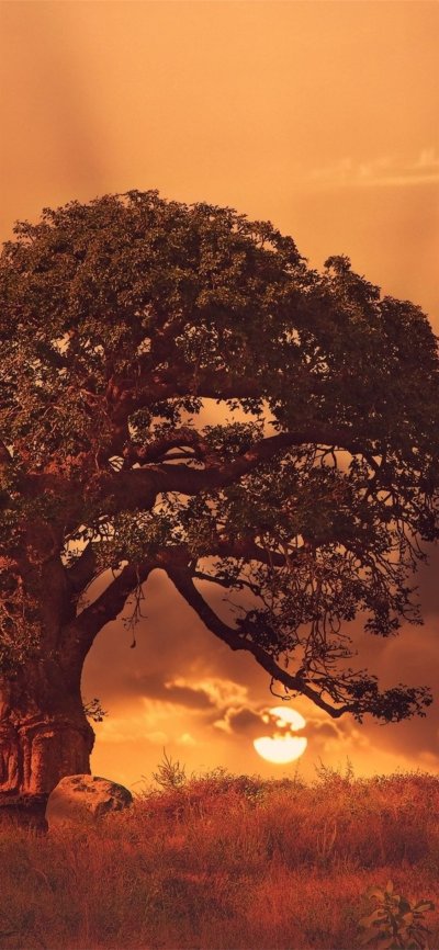 Баобаб на закате