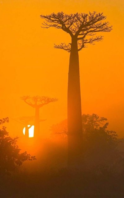 Аллея баобабов в тумане, Мадагаскар