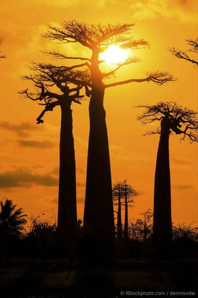 Баобаб на закате