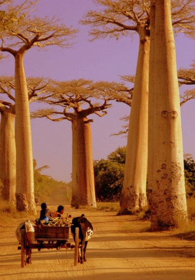 Баобабы Мадагаскара