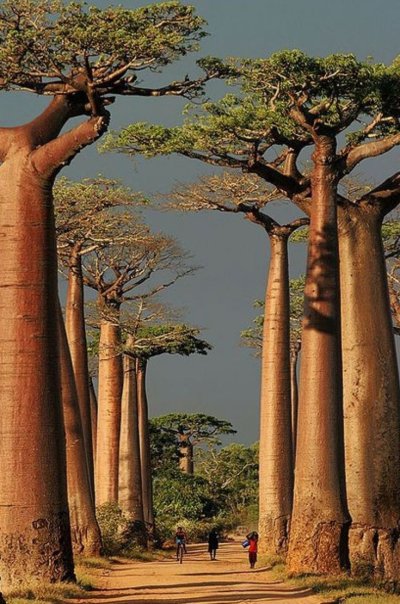 Баобаб мадагаскарский