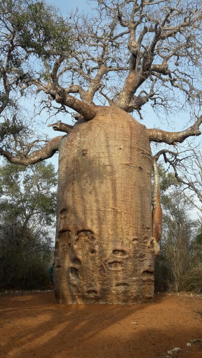 Самые толстые деревья в Абхазии