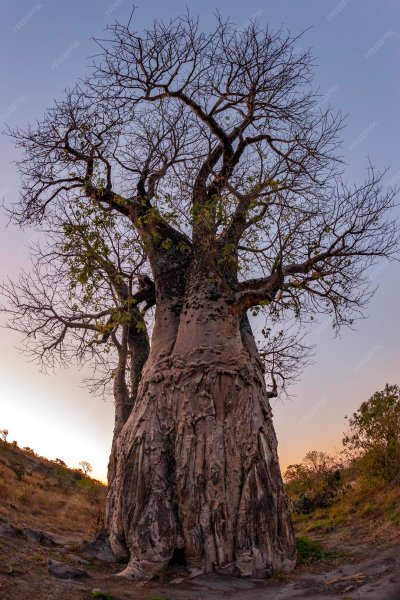Баобабы в Ботсване