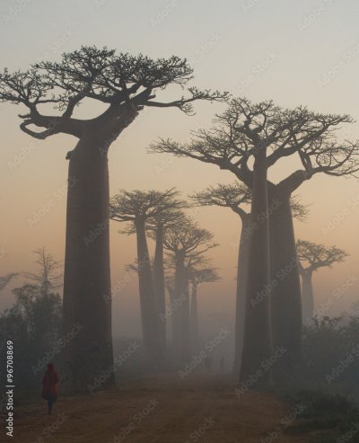 Баобаб Санлэнд