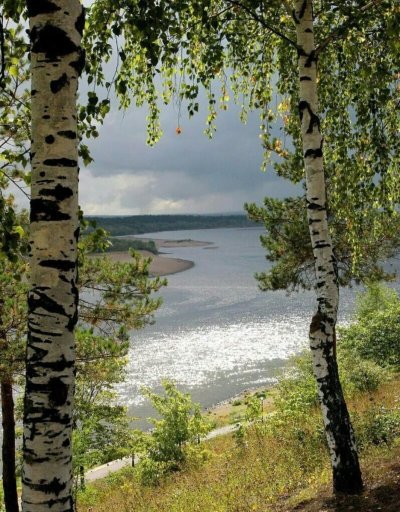 Березовая роща озеро Ивановская область