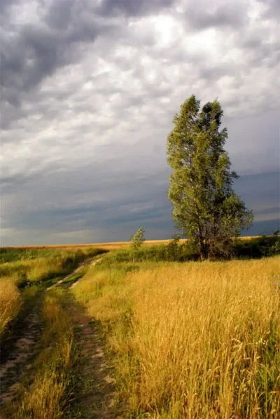 Лесостепи Южного Урала