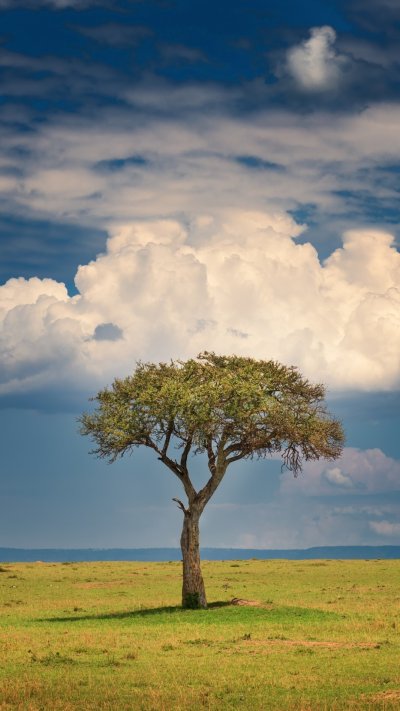 Кения Саванна