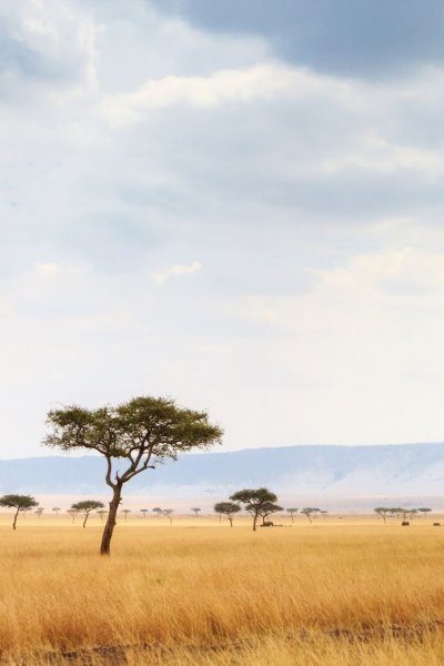 Африканская равнина