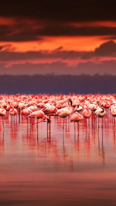 Стая Фламинго