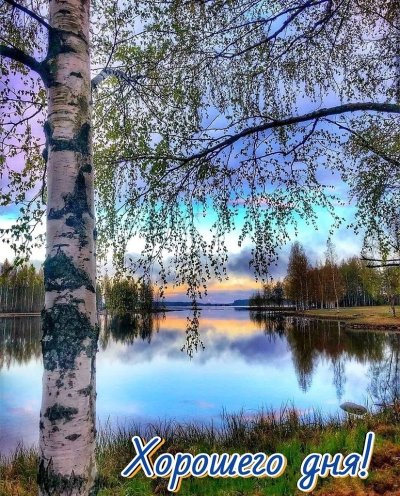 Березы у реки