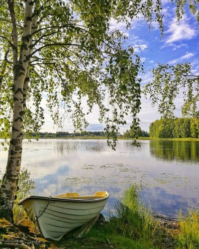 Березовая роща Плес