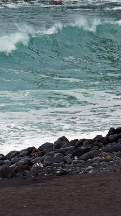 Атлантический адикаант