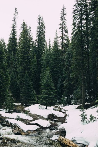 Тайга (хвойные леса) Сыктывкар